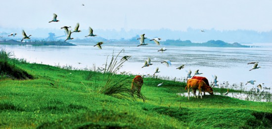 汉江湿地风光  童长宇 摄影.jpg